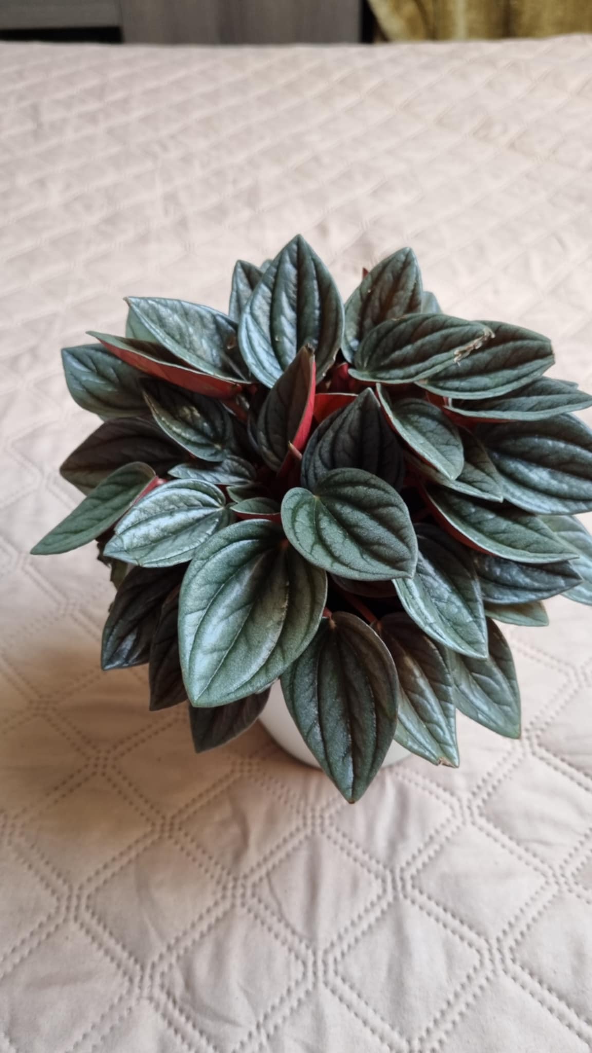 Santorini Peperomia